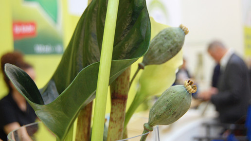 151001 impressionen expopharm aa 50