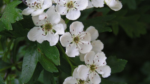 weissdorn sannse CC Attribution-Share Alike30Unported