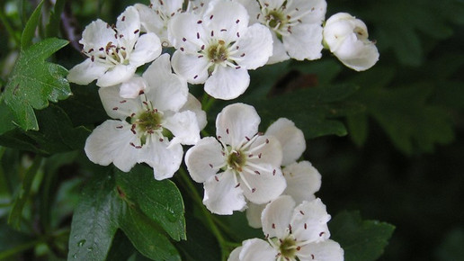 weissdorn sannse CC Attribution-Share Alike30Unported