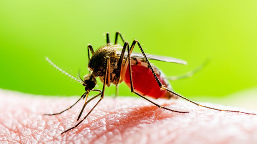 Mosquito auf der Haut eines menschen