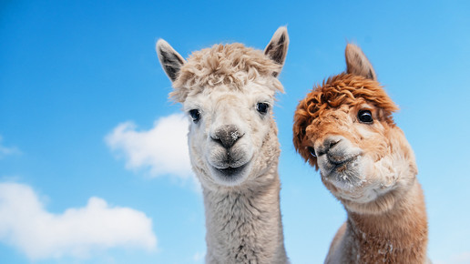 Alpaka-Nanobodies gegen Covid-19