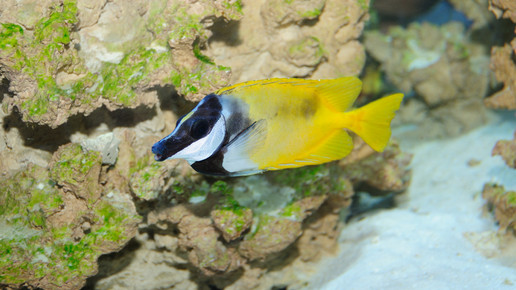 aquarium5 nelken-apo