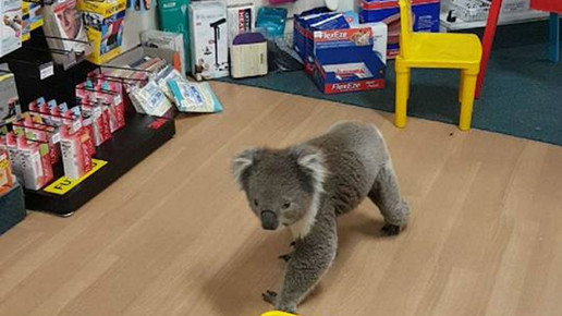 Koala in Apotheke 1 Tocumwal Pharmacy