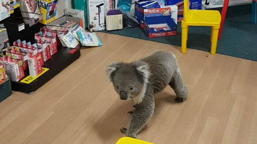 Koala in Apotheke 1 Tocumwal Pharmacy