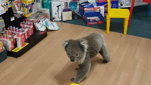 Koala in Apotheke 1 Tocumwal Pharmacy