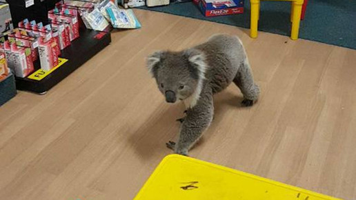 Koala in Apotheke 1 Tocumwal Pharmacy