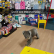 Koala in Apotheke 1 Tocumwal Pharmacy So kurios war 2017