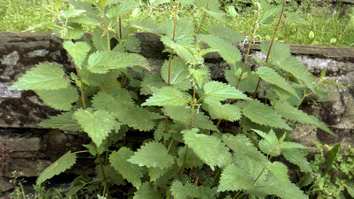 brennnessel simplicius cc by sa 30 wiki