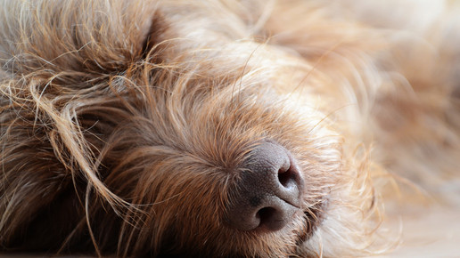 hundeschnauze bullauge pixelio de