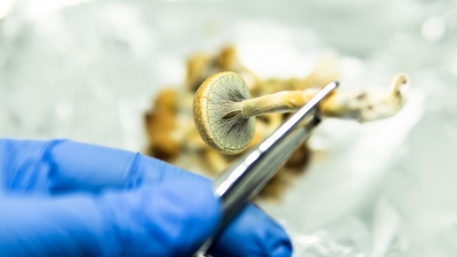 Studie: Psilocybin als Palliativtherapie
