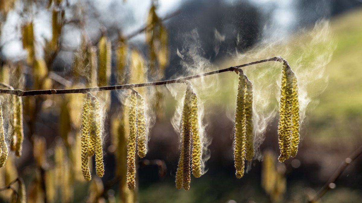 Klimawandel-Haselbl-te-startet-au-ergew-hnlich-fr-h-