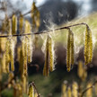 Klimawandel: Haselblüte startet „außergewöhnlich früh“ Foto: Blühender Hasel mit fliegenden Pollen