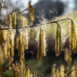 Foto: Blühender Hasel mit fliegenden Pollen