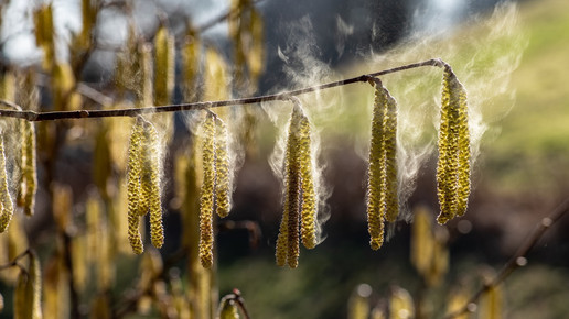 Foto: Blühender Hasel mit fliegenden Pollen