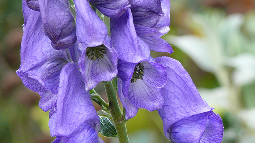 Blauer Eisenhut Lupo pixelio.de