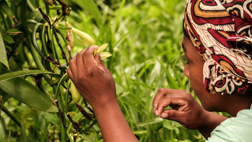 Kräutertrunk gegen Covid-19?