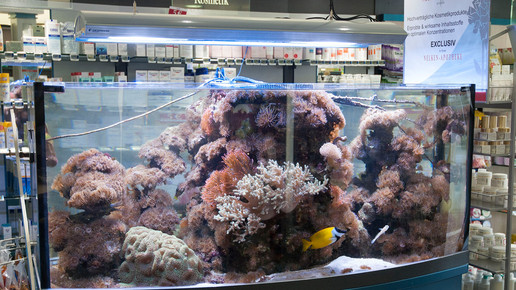 aquarium16 nelken-apo