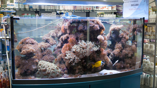 aquarium16 nelken-apo