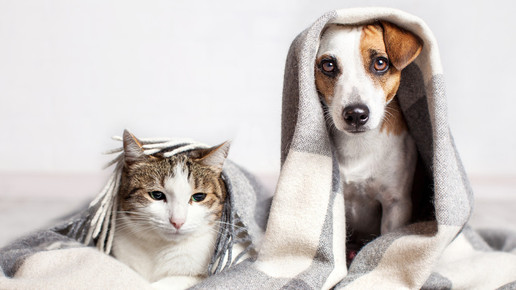 Corona-Meldepflicht für Haustiere?