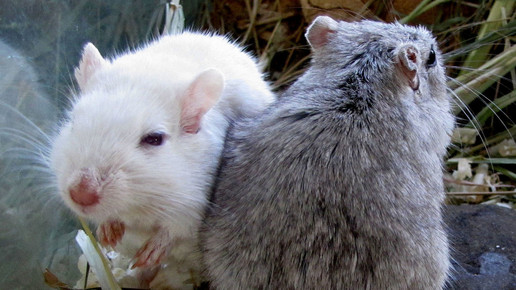 maus by Rolf Handke pixelio.de 01