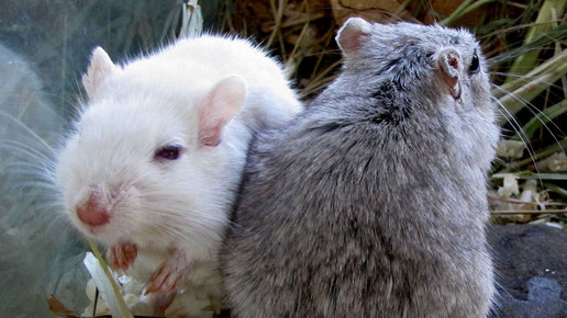 maus by Rolf Handke pixelio.de 01