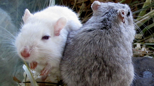 Zahl der Tierversuche 2016 gestiegen