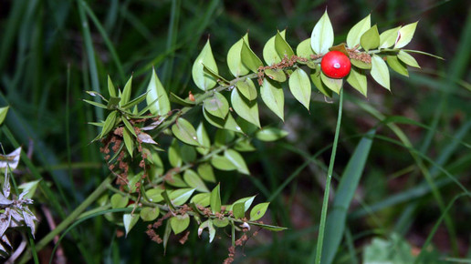 2002-stechender-maeusedorn-Franz Xaver-wiki-CC BY-SA 3 0
