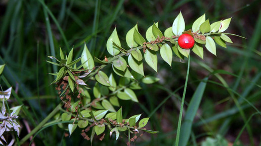 2002-stechender-maeusedorn-Franz Xaver-wiki-CC BY-SA 3 0