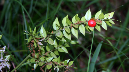 2002-stechender-maeusedorn-Franz Xaver-wiki-CC BY-SA 3 0