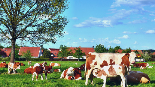 Kuehe Bauernhof Andreas Hermsdorf pixelio.de 01