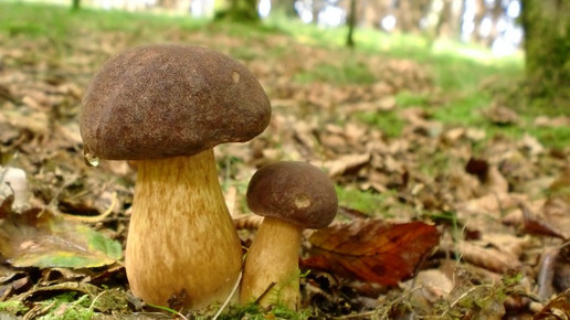 Maronenroehrling schoppe