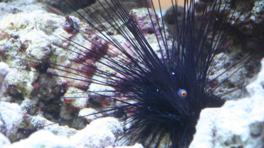 aquarium16 apo dr aurnhammer