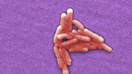 salmonella thyphimurium cdc janice Haney Carr