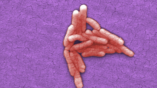 salmonella thyphimurium cdc janice Haney Carr