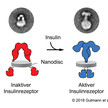 Vom U zum T: Forscher entschlüsseln Insulinrezeptor Vom U zum T: Forscher entschlüsseln Insulinrezeptor