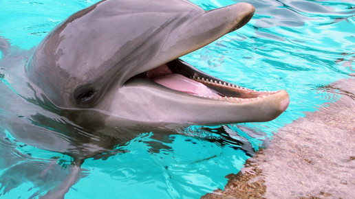 Diazepam für Delfine