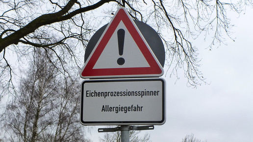 Entzündung wegen Eichenprozessionsspinner
