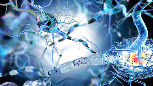 Nervenzellen blau eingefärbt