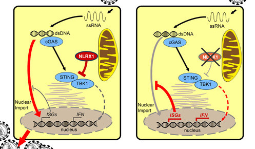 nlrx1 hiv1 pei