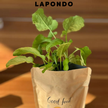 LAPONDO Logo oben im Bild, darunter ein Anzuchttest, aus dem eine kleine grüne Pflanze wächst.