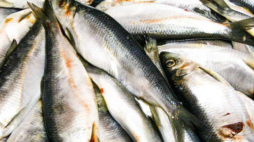 fische wolla pixelio