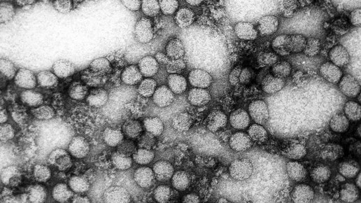 gelbfieber CDC  Erskine Palmer