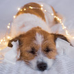 Silvester: Stressfrei für Hund und Katze Foto: Ein kleiner Terrier liegt auf einem flauschigen Untergrund und hat Taschentüchter in den Ohren als Gehörschütz