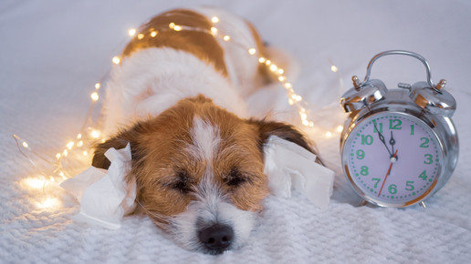 Foto: Ein kleiner Terrier liegt auf einem flauschigen Untergrund und hat Taschentüchter in den Ohren als Gehörschütz