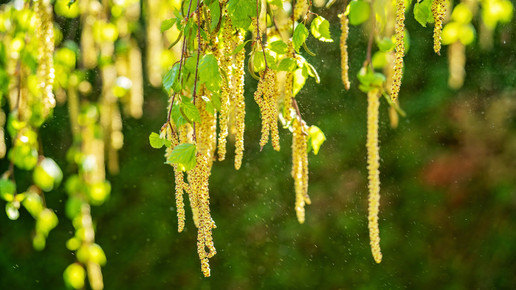 Sommerliches Wetter quält Allergiker