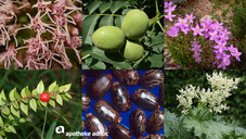 Die Welt der Arzneipflanzen