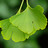 Ginkgo ist kein Lebensmittel