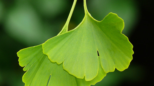 ginkgo blatt Kurt F. Domnik pixelio.de