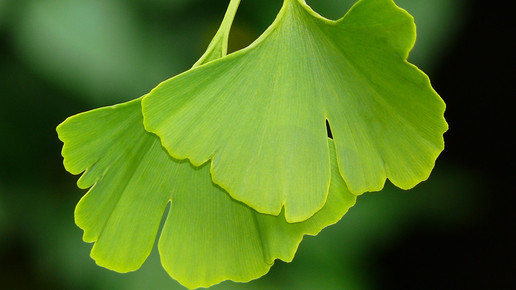 ginkgo blatt Kurt F. Domnik pixelio.de