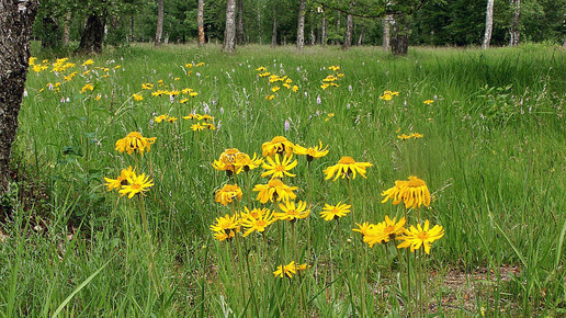 2001-arnika-Bernd Haynold-wiki-CC BY-SA 2 5